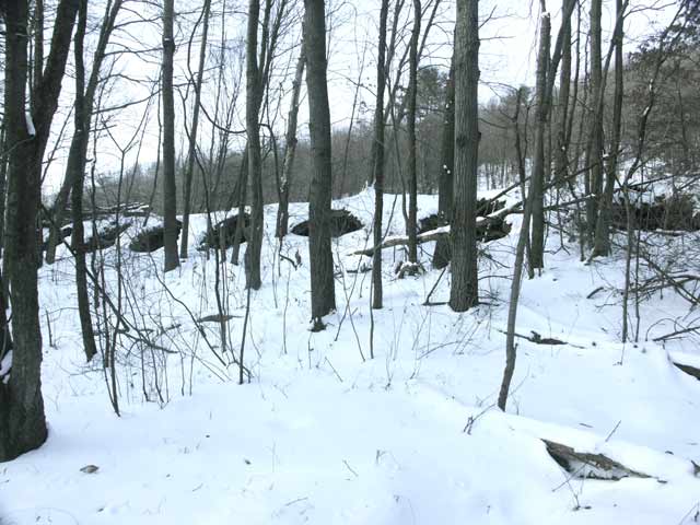Snow-covered coke oven ruins visible through winter trees