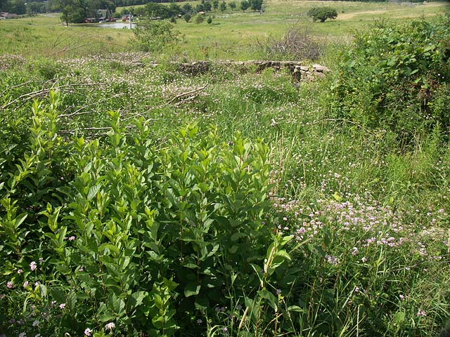 Current site where Couch School once stood